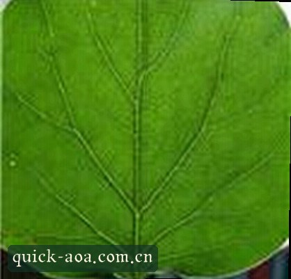 王悦